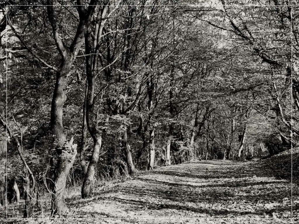 Hoia-Baciu Forest, Romania