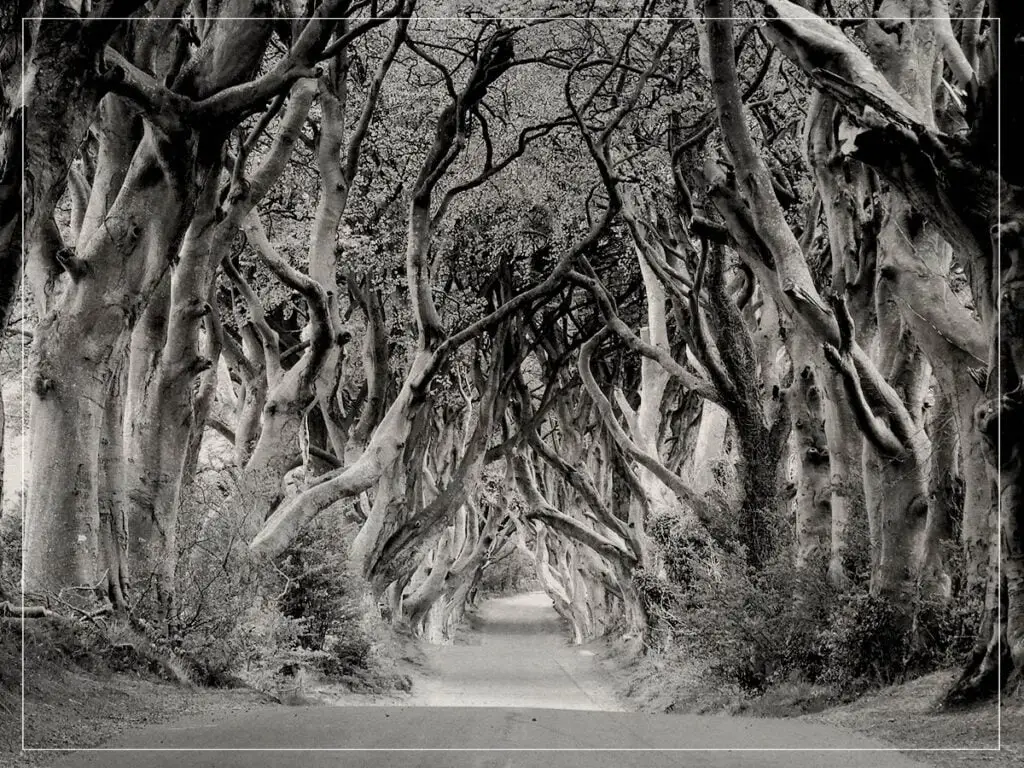 The Dark Hedges, Northern Ireland