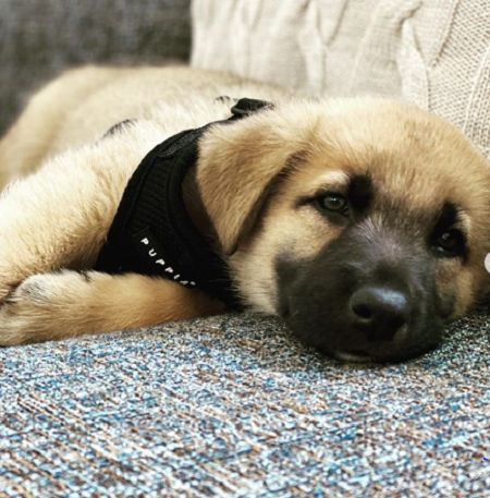 Max Minghella's new puppy taking a rest in sofa