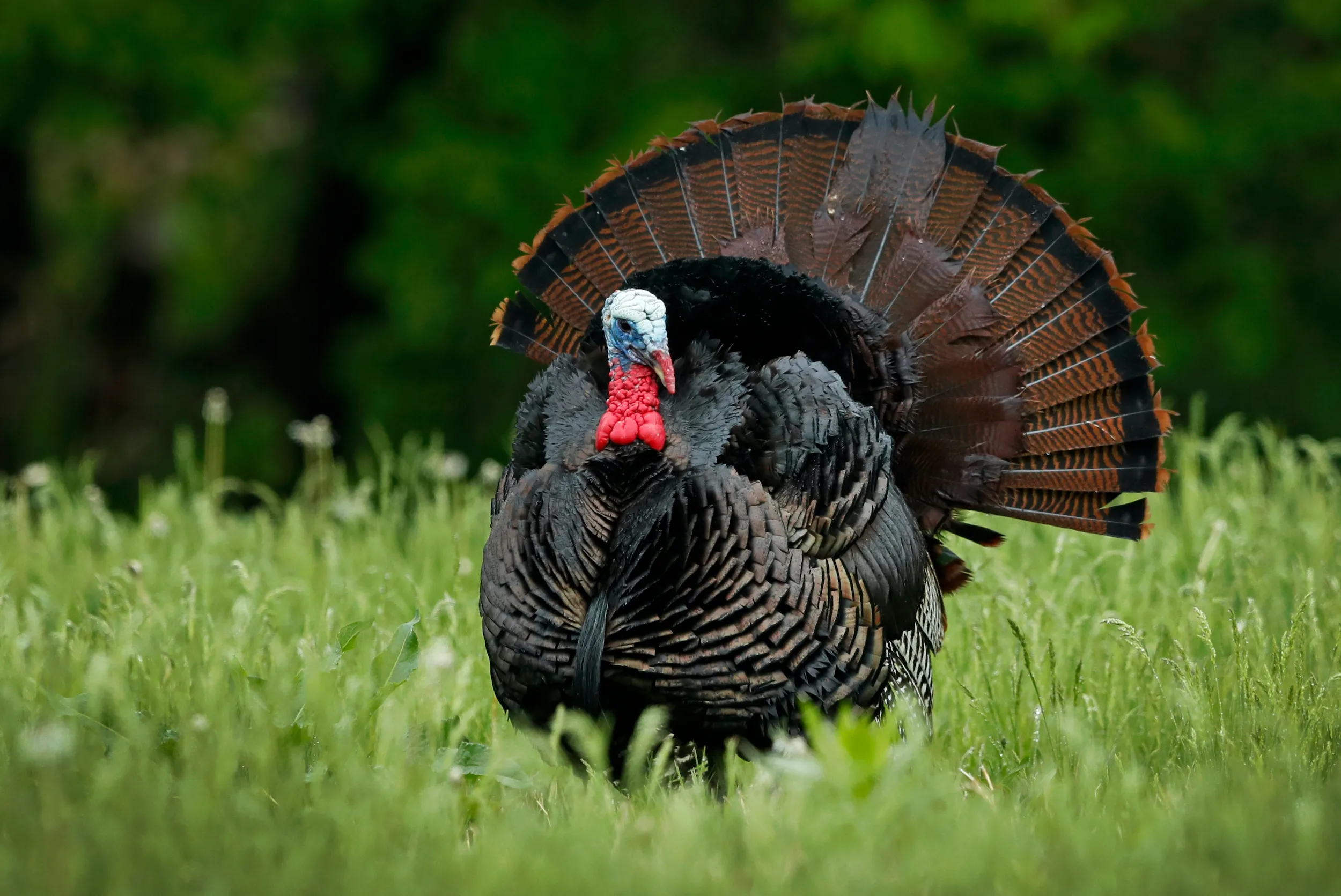 Les prix de la dinde grimpent peut-être, mais votre oiseau de Thanksgiving peut toujours être mangé en toute sécurité