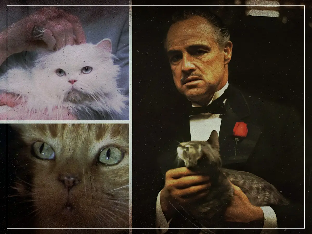 Purring Cinema: los cinco gatos de la película más grande