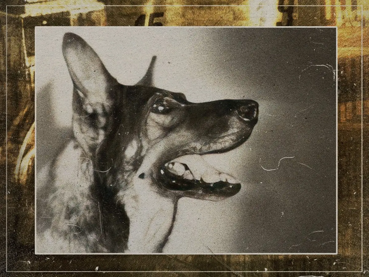 A história extraordinária de Rin Tin Tin: O cachorro que fascina Hollywood