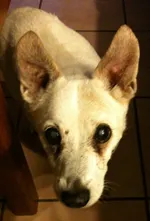 The first storytelling rule: Get the name of the dog' decoding='async