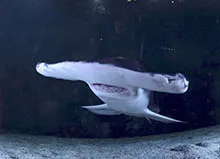 Shark-hunting for ‘Old Hitler’ reveals storytelling tips' decoding='async