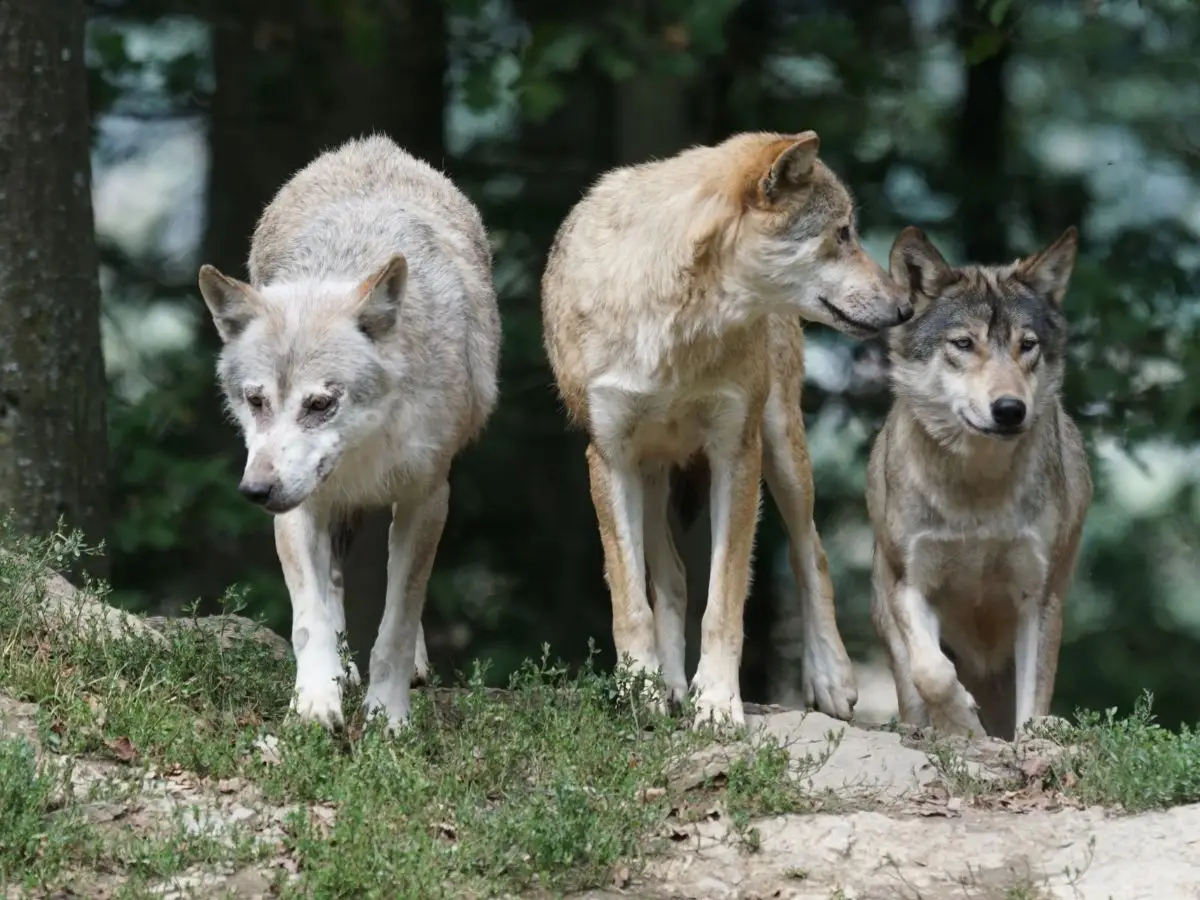 A Suécia começa a maior caça ao lobo nos tempos modernos