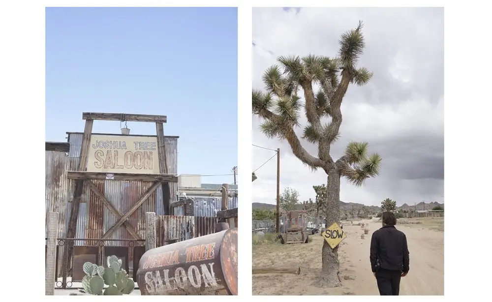 joshua tree