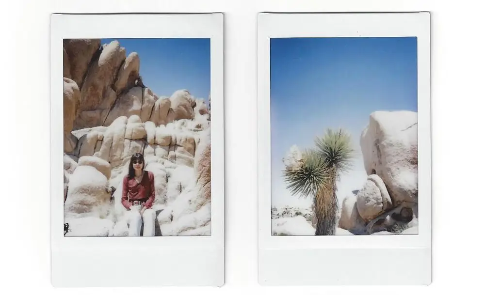 joshua tree2