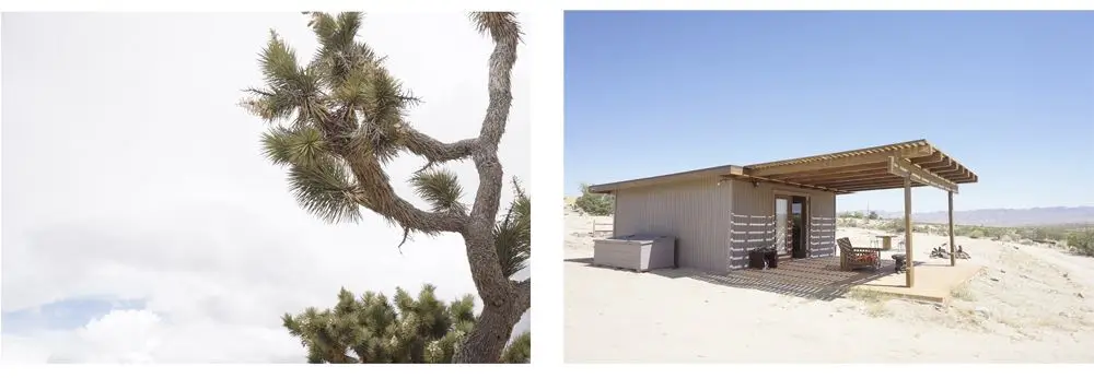 joshua tree4