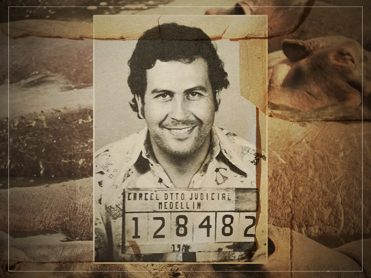 Como o hipopótamo de Pablo Escobar, arruinou a paisagem colombiana